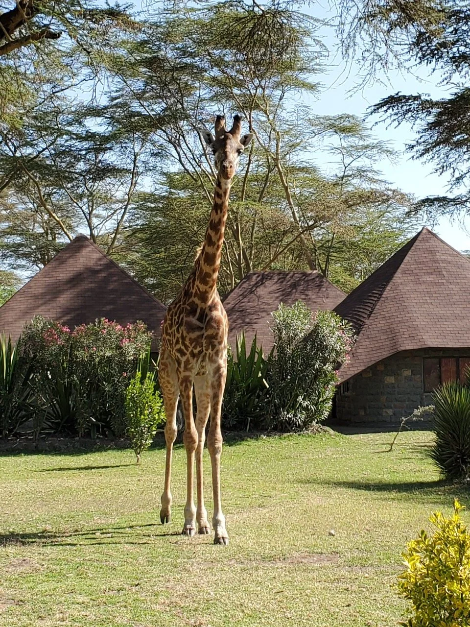 Kenya Lake Naivasha Accommodations.JPG