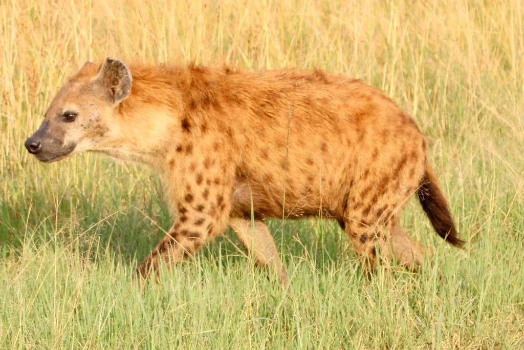 kenya spotted hyena.JPG