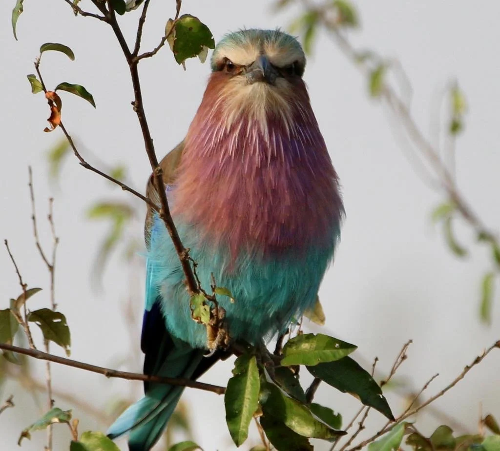 Kenya Superb Starling Karen and Rimmi.JPG