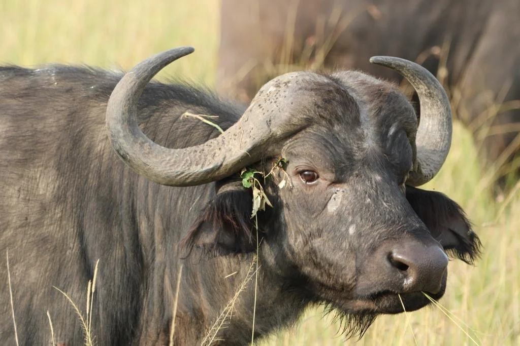 Masai Mara, Kenya water buffalo Karen and Rimmi.JPG
