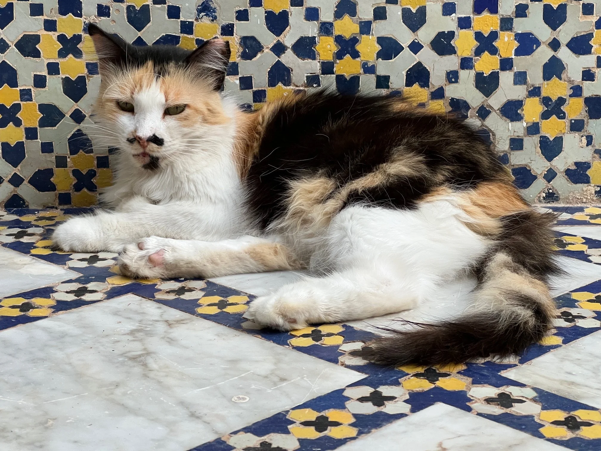 Palais Donab kitty.JPG