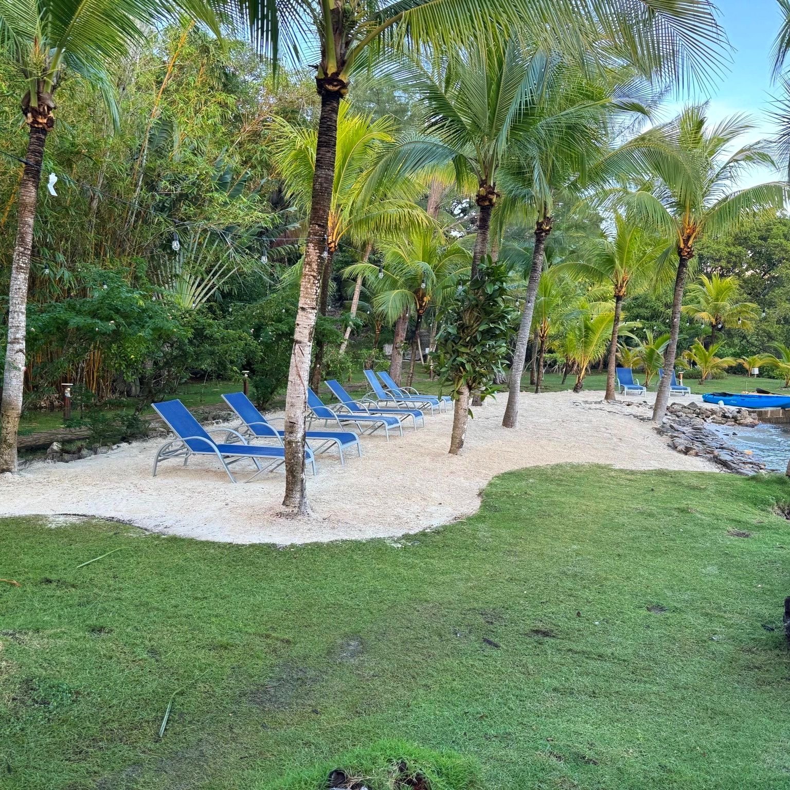 Lawn chairs and palm trees on a tropical beach with a sandy area near a body of water.