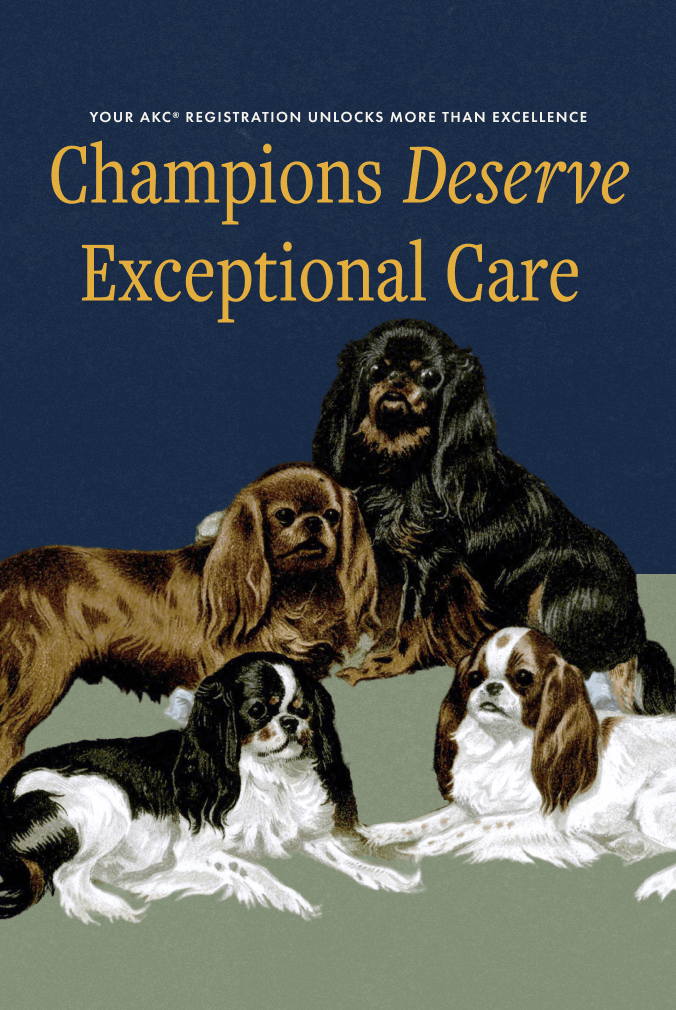 Collaged Digital Design for AKC® Pet Insurance (Ads)(Social)(Design)(Marketing))
