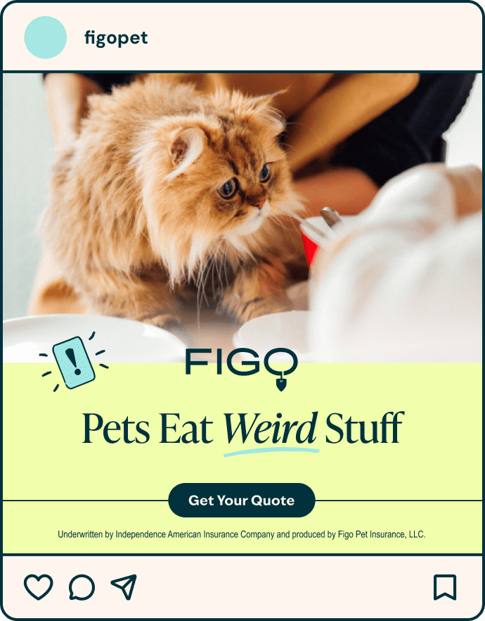 figo-don't-wait-ad-1.png