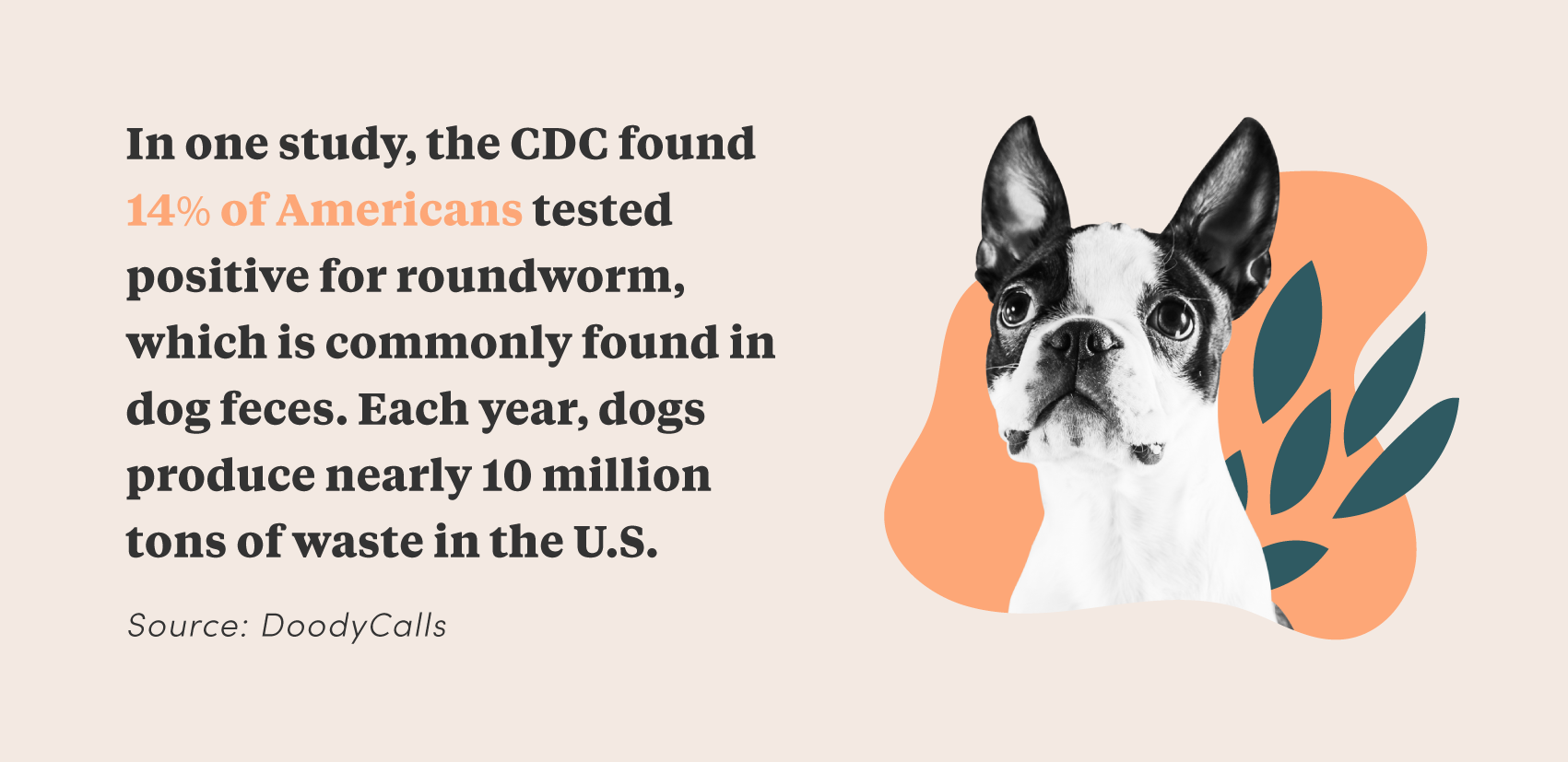 poop-facts-roundworm-dogs.png