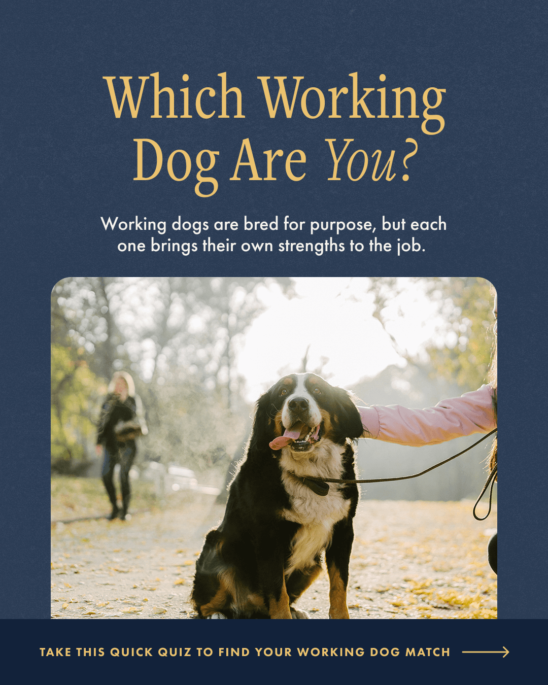 AKCPI_Dog Week 2-What Working Dog Are You_1.png