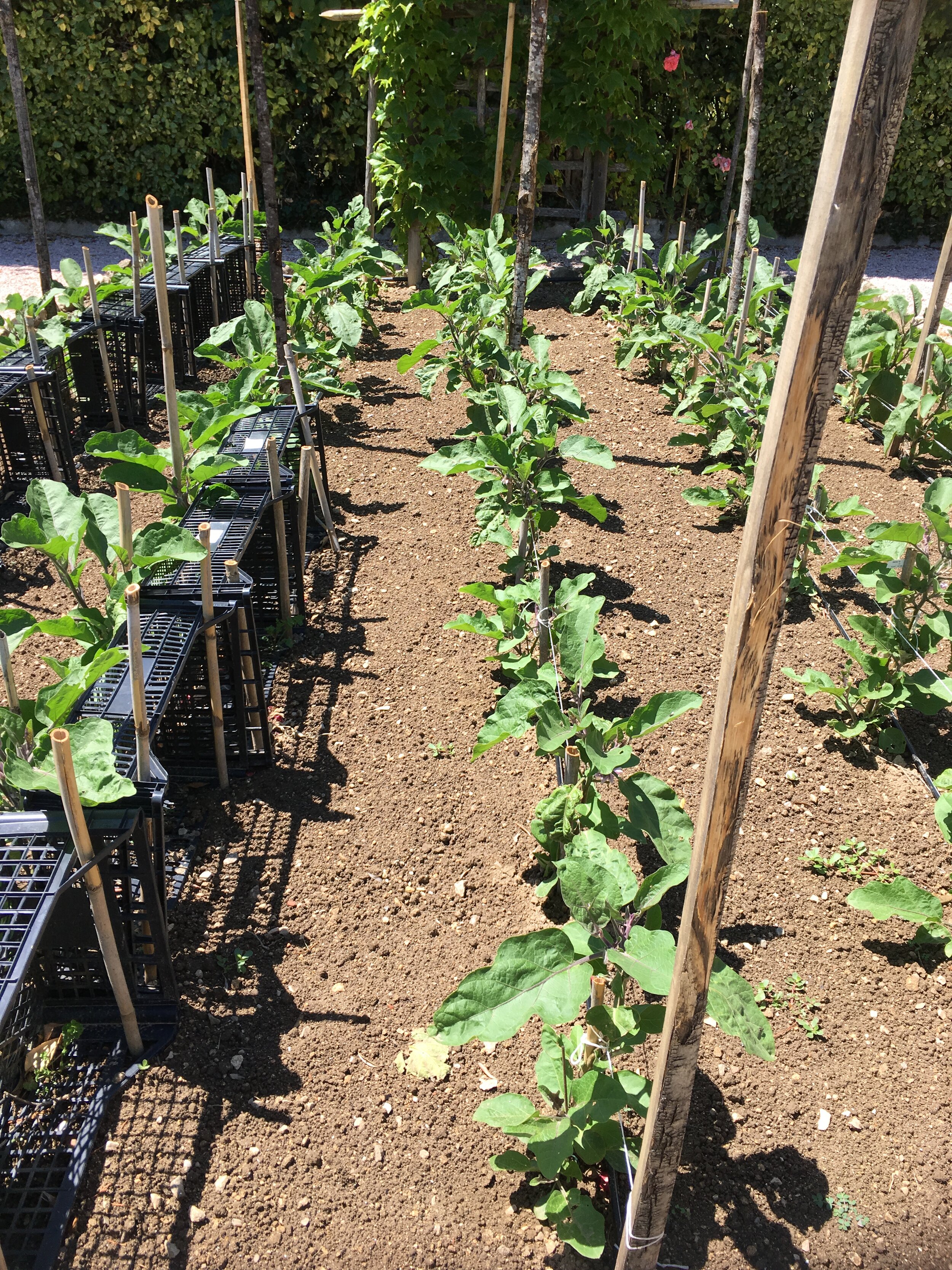 Provence June  2019 025.JPG