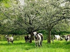 cows apple trees.jpg