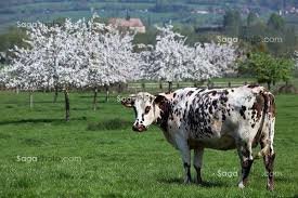 vache pommier.jpg