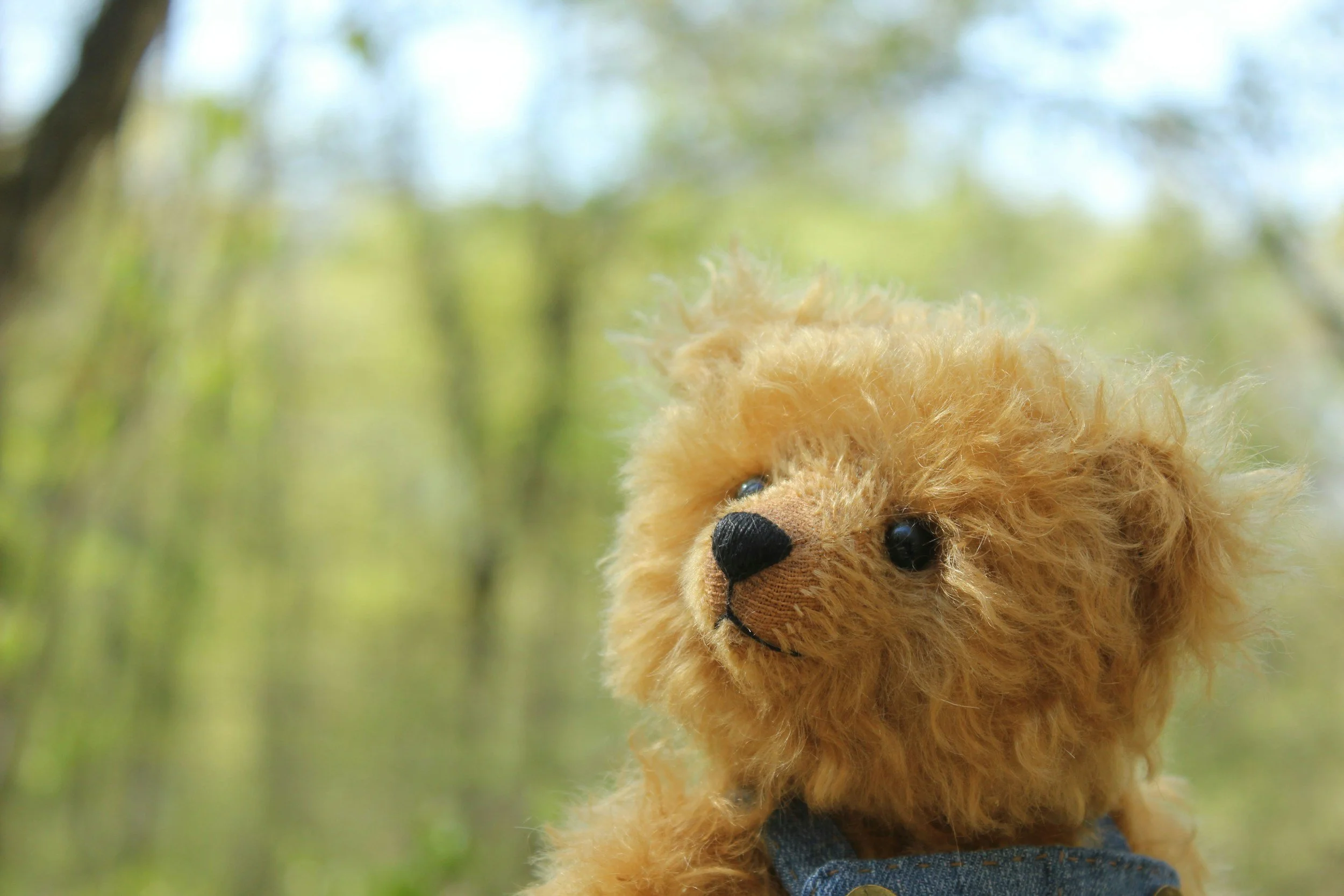 Teddy Bear Picnic
