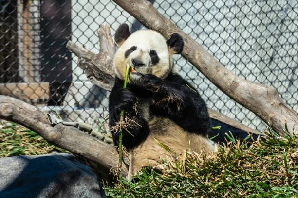 Panda Bear at the Toronto Zoo