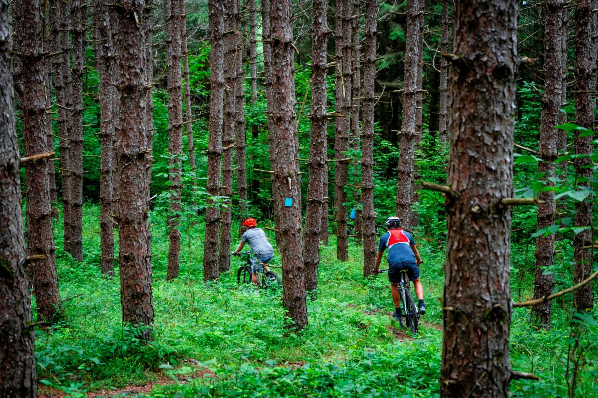 Two children riding mountain bikes on a trail through a dense green forest with tall trees and lush foliage.