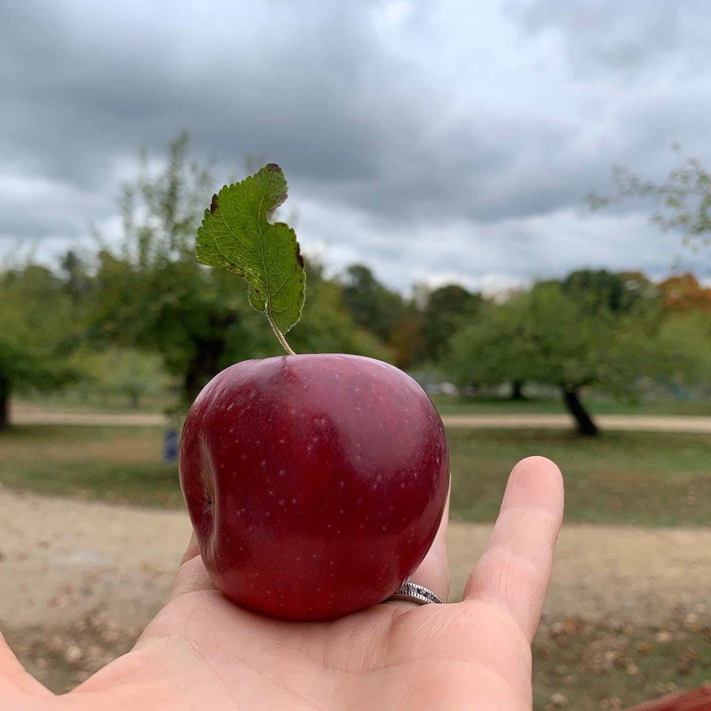 This is our last weekend for Pick Your Own. Now picking Enterprise apples- a sweet, crunchy apple known for it&rsquo;s wonderful storage qualities. Thicker skin means they last for months in the fridge. One of our favorite slicing apples! Reserve you