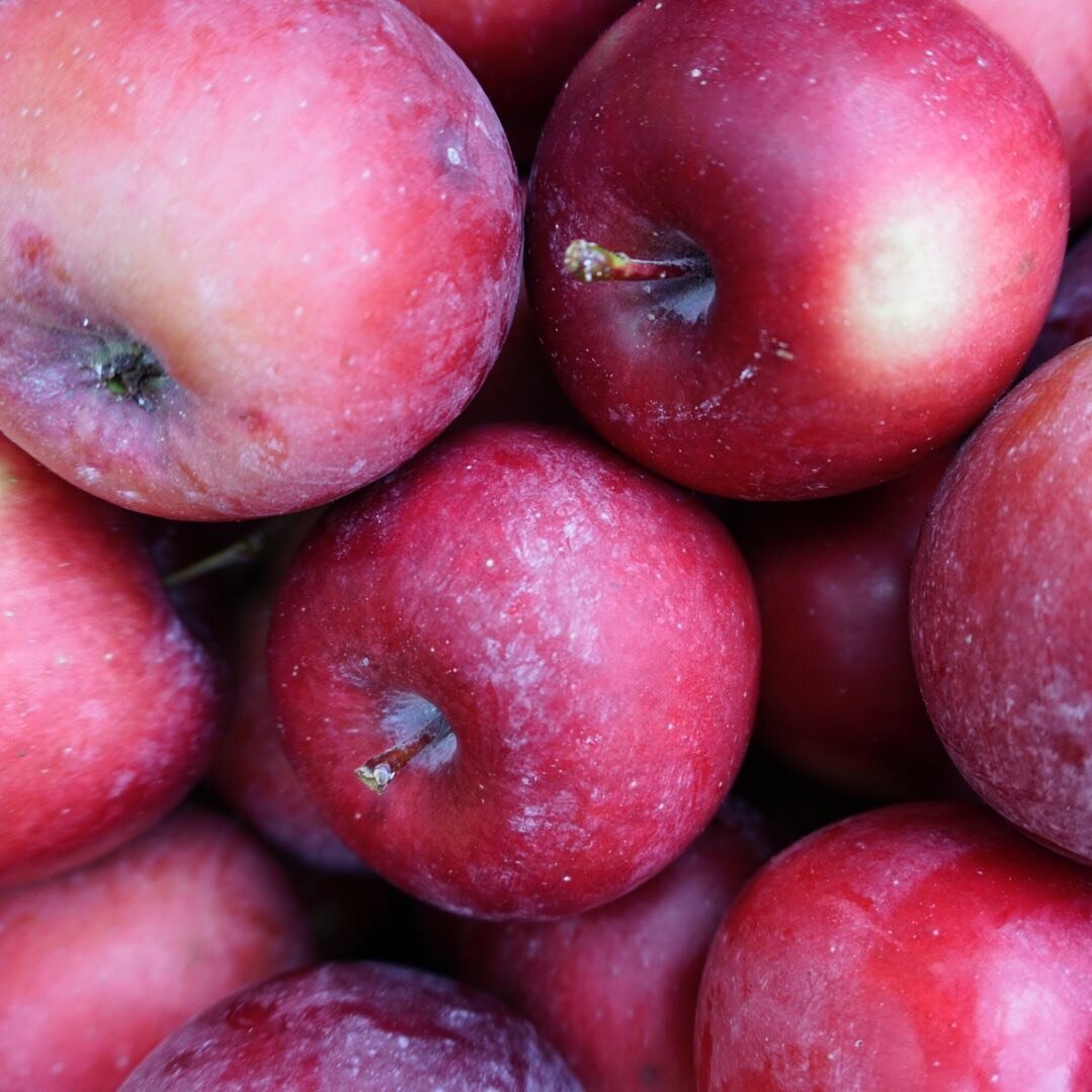 These apples could be yours, on Saturday, if you hop on our website and order them before Friday 2 pm. Enterprise apples are so DELICIOUS! And will stay crunchy in your fridge for weeks! Months! Now is the time to stock up.