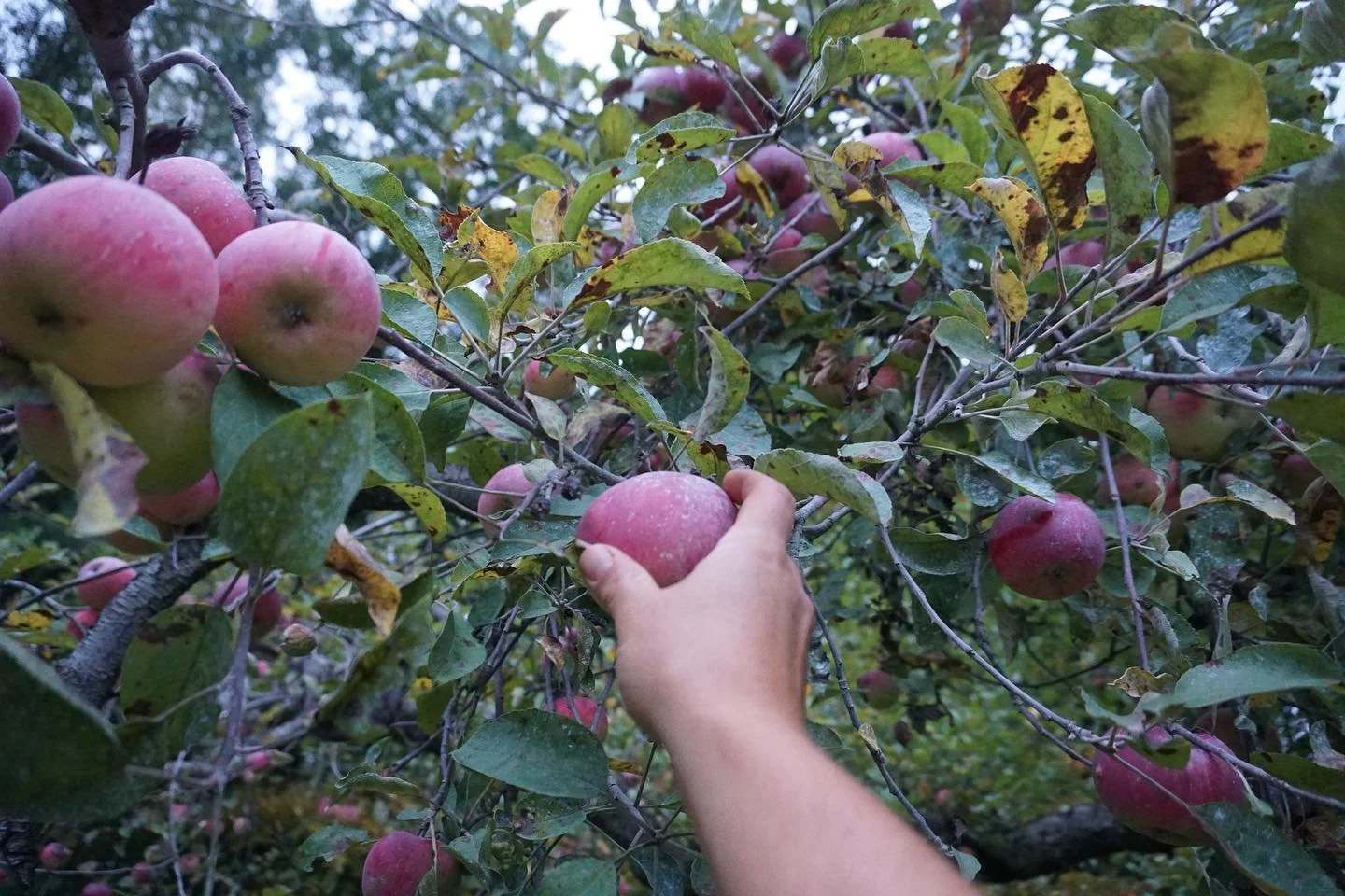 The picking is plentiful, the cider is sweet and the people are friendly. Apple Annie is open this weekend, 9-4, and we can&rsquo;t wait to see you! PYO Liberty, Cortland, Freedom, Empire, Macoun, Red Delicious, and a few Macs still out there, too. T