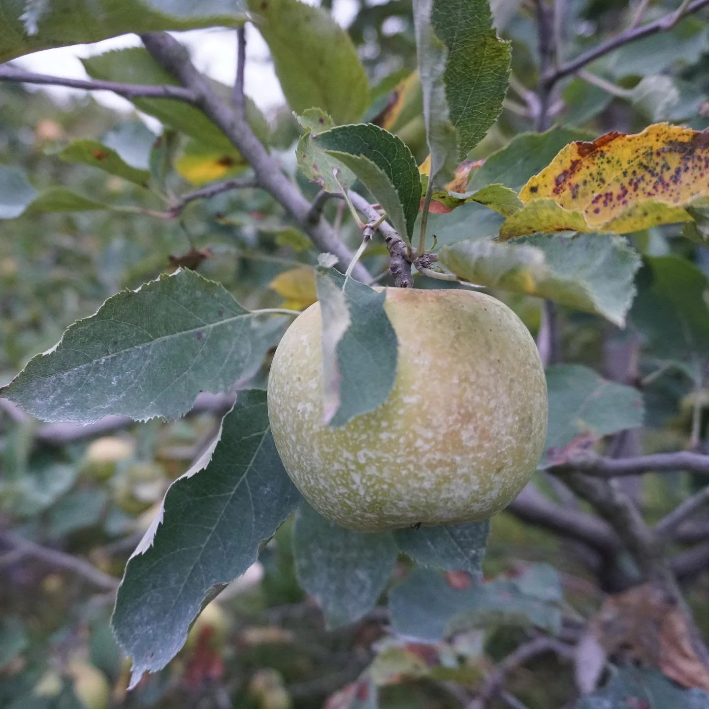 Open this weekend, Saturday and Sunday from 9 am - 4 pm. PYO varieties this weekend are Liberty, Freedom, Cortland and McIntosh. In the store you&rsquo;ll find those varieties and also limited Macoun, Empire and Mutsu. And plenty of fresh cider, cide