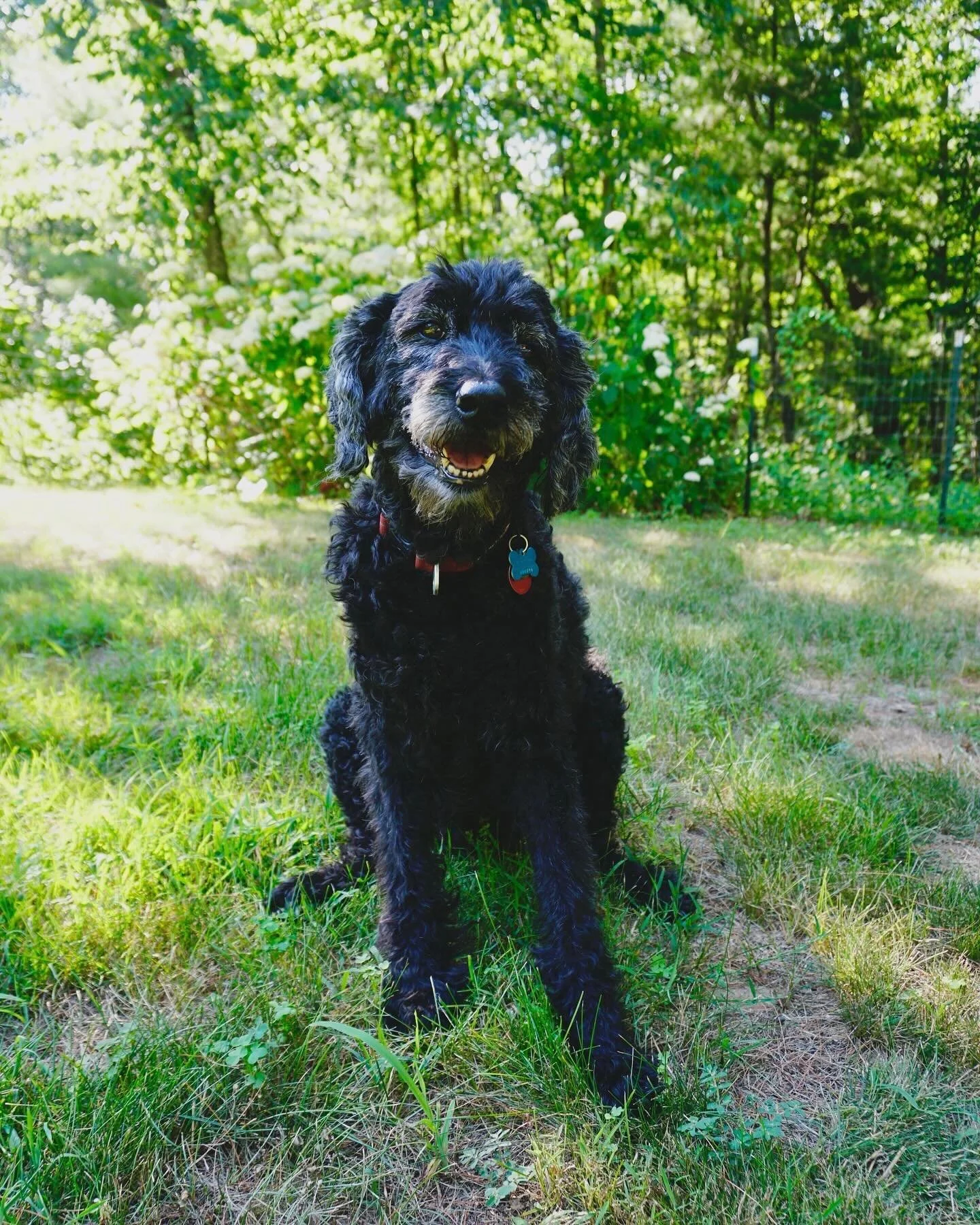 We said goodbye to our sweet girl, Manzana, this week. She loved and lived all her days to the fullest, right up to the very end. On her last morning, we walked through the orchard in the most beautiful golden morning sun. We had the best 13 years wi