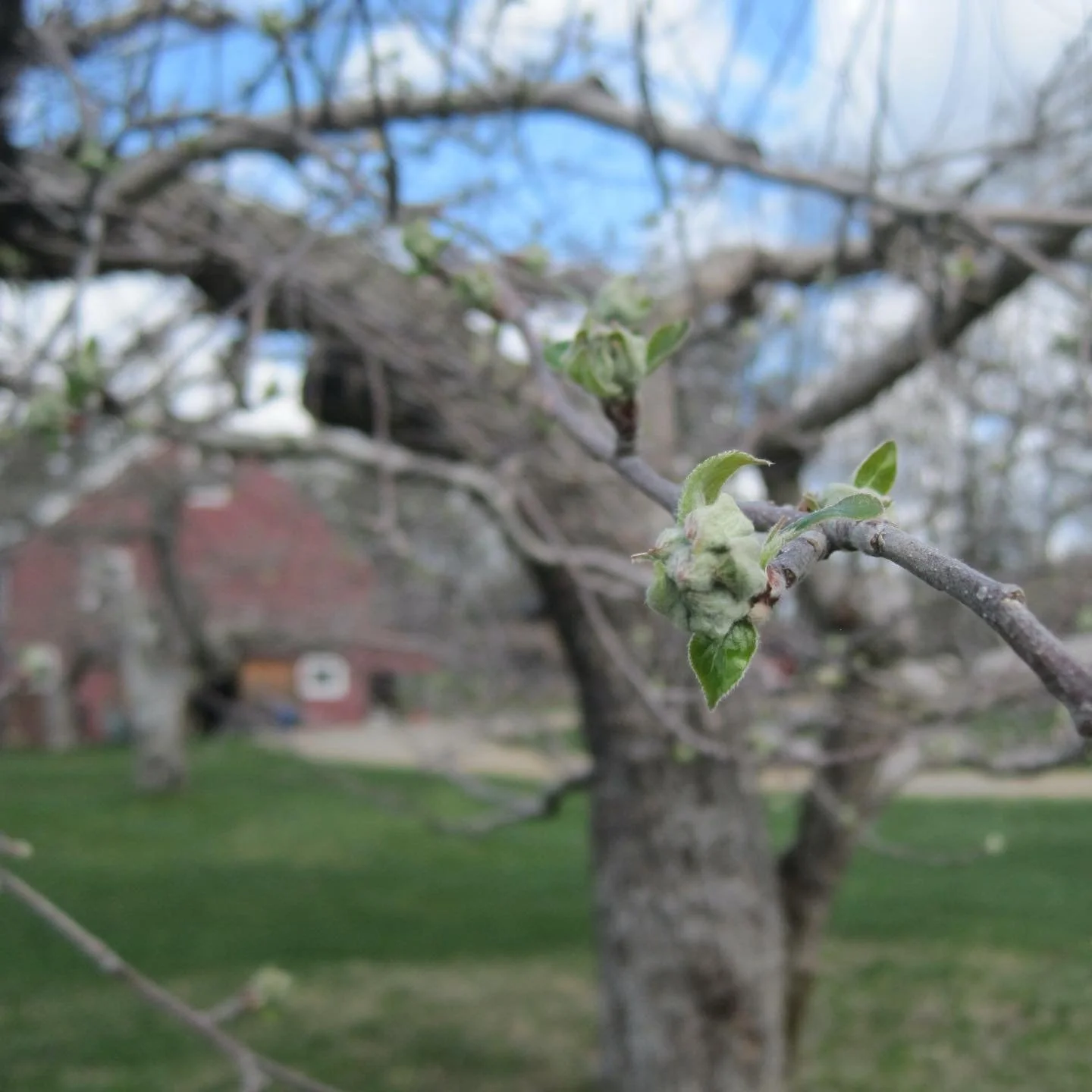 Apple buds in our little orchard are between half inch green and tight cluster stages right now. Buds at this stage start to incur damage at 27F. Yesterday morning we woke up to 26F - cold, but not completely terrible. This morning? 18F. Yikes! 

So,