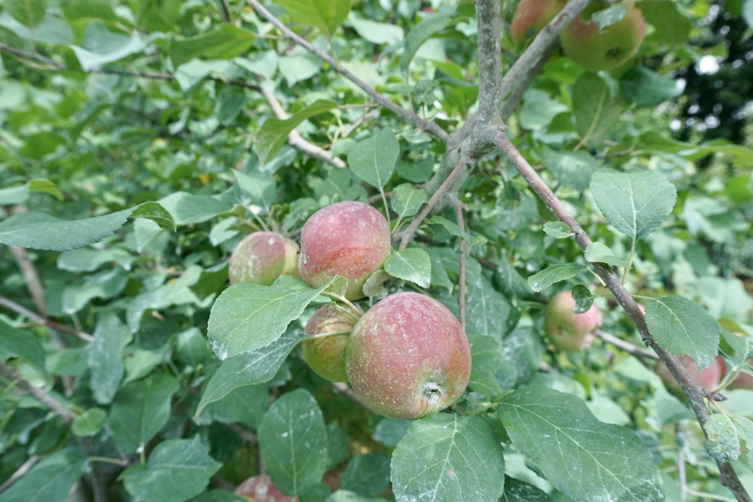 Summer magic in this little orchard ✨ Apples are growing and we look forward to welcoming you back to Apple Annie this Fall.