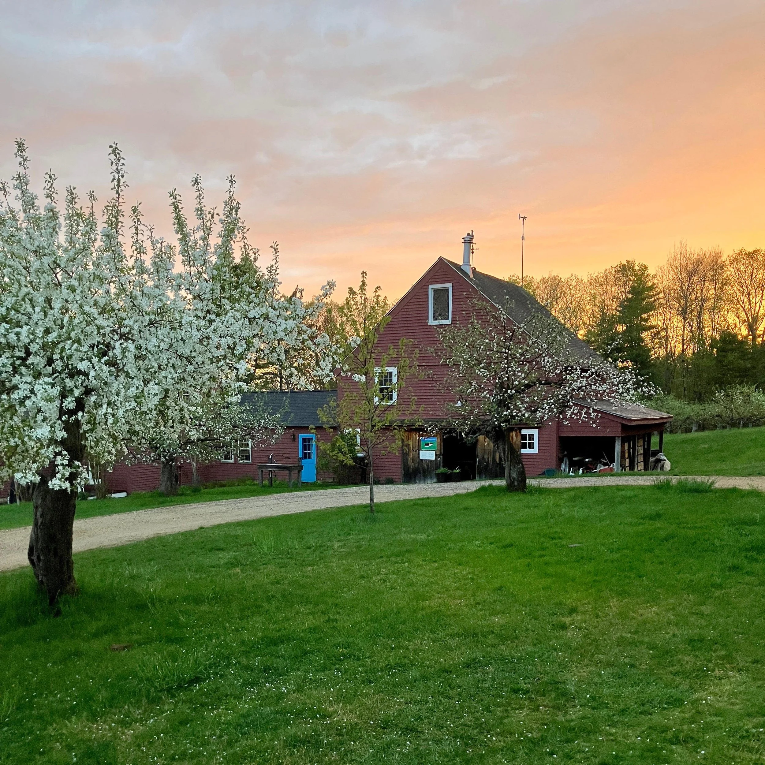 It&rsquo;s a light bloom year at Apple Annie and we&rsquo;re still unsure how many blossoms will become apples due to the April frost, but this showstopper of a crab apple never fails to disappoint.