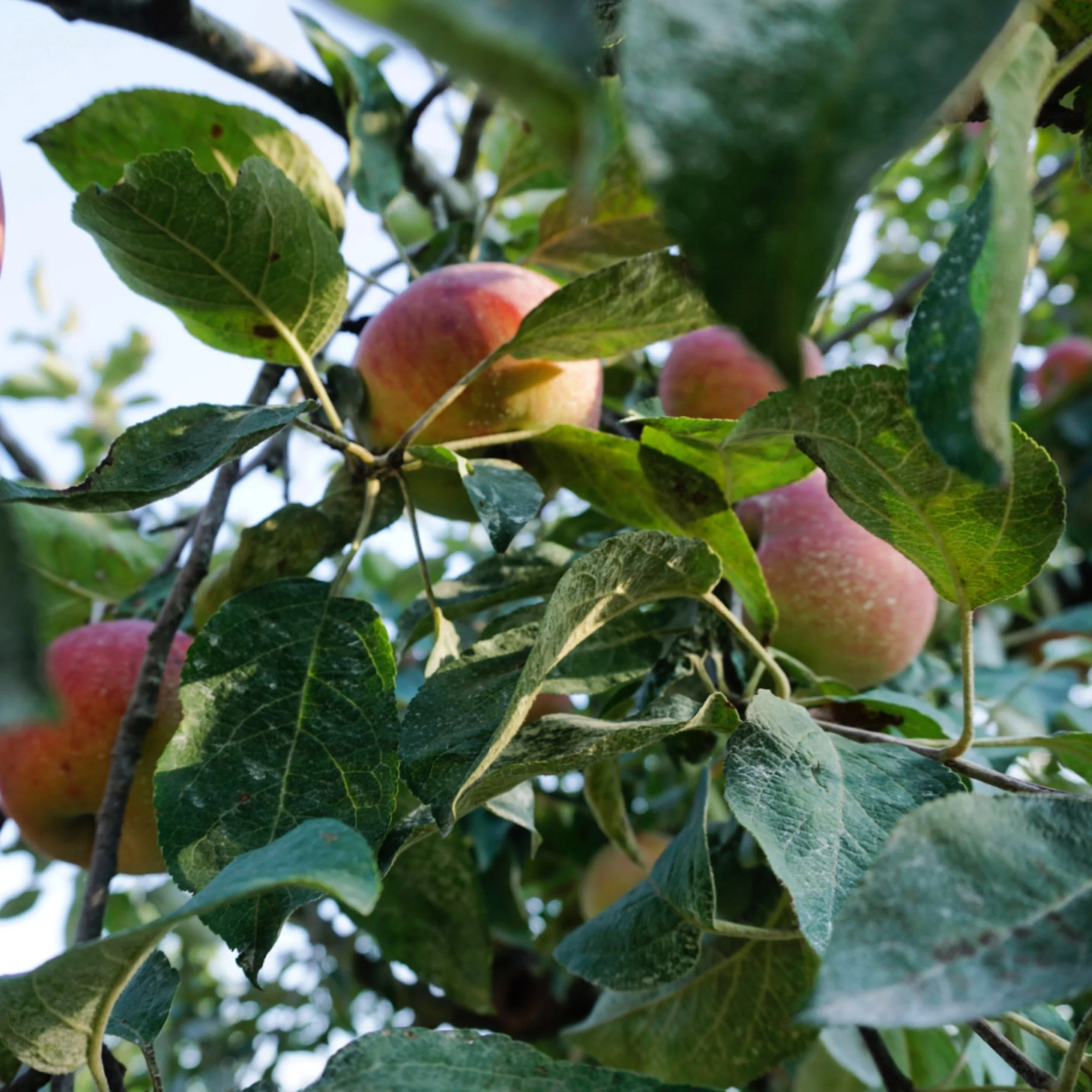 Apple Annie will open for the season next weekend on Saturday, September 12. We can&rsquo;t wait to see you then!