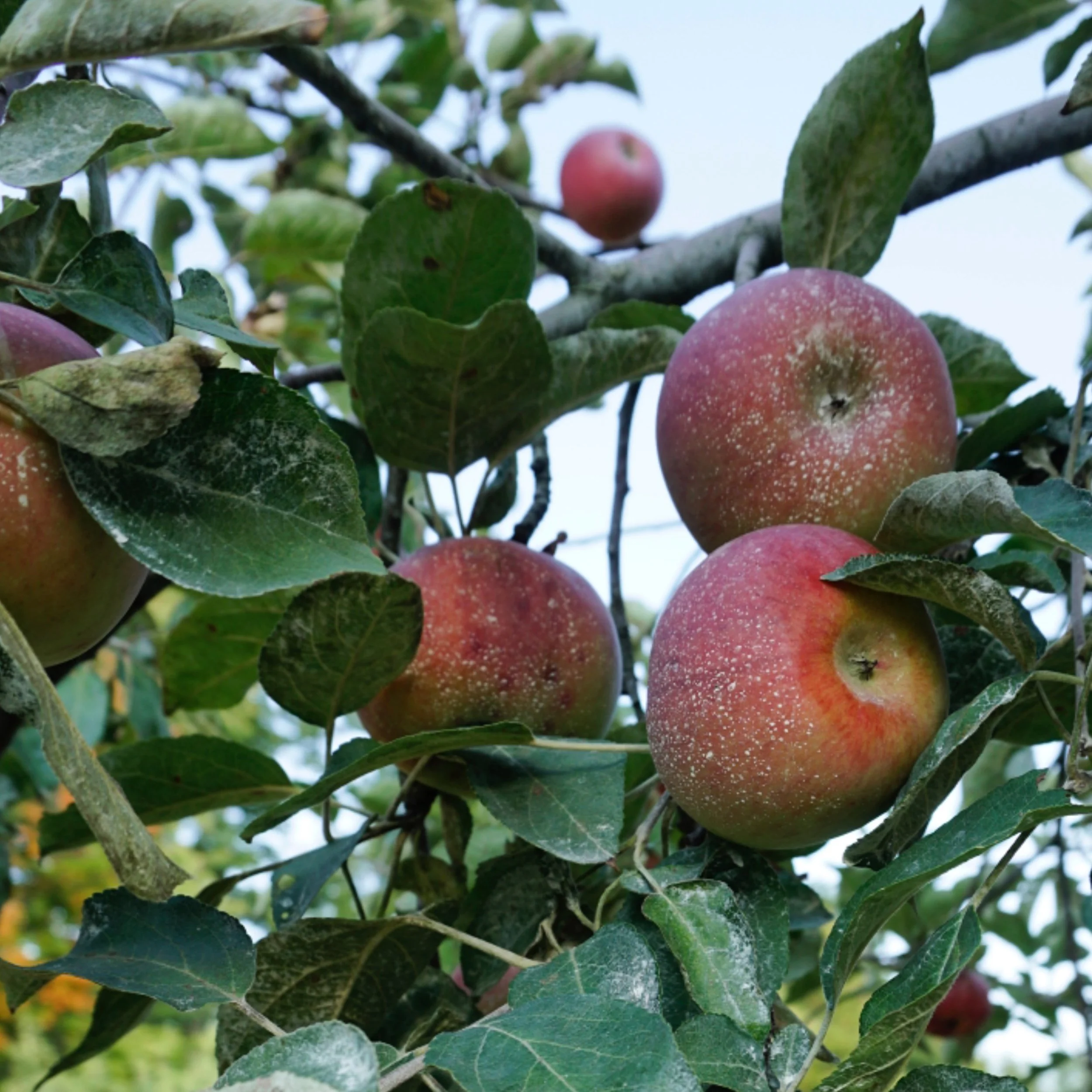SPECIAL HOURS THIS WEEK:
Thursday-Sunday, 9 am - 5 pm

With the rain coming our way this weekend, we&rsquo;re opening the orchard for additional hours on Thursday and Friday. Come get your apples, cider, donuts and more!

We press cider on Thursday -