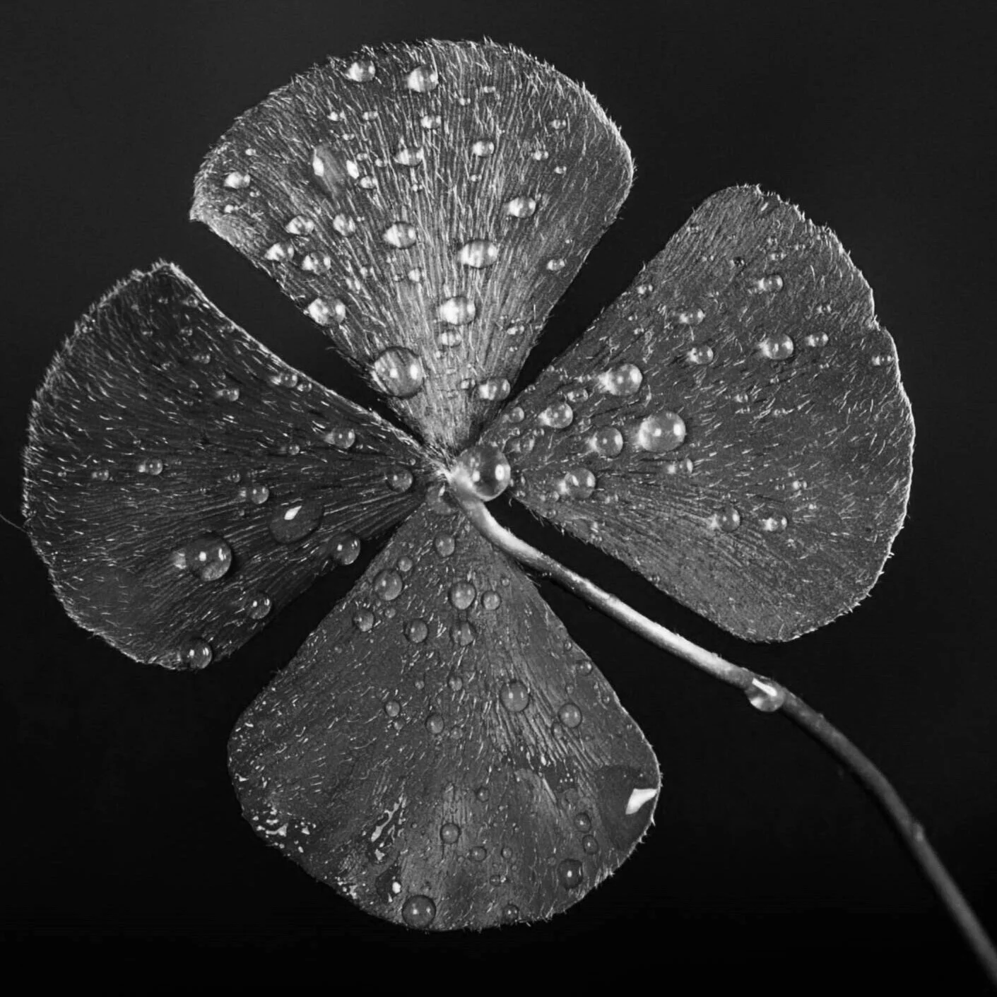 Opportunity and Dumb Luck