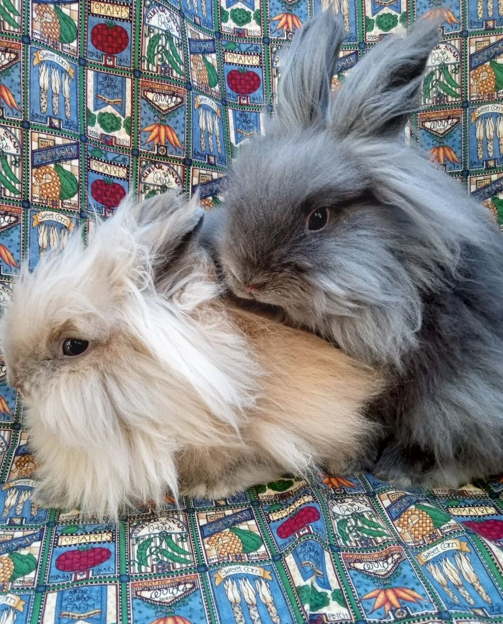 January 2026 — Bunny and Guinea Pig of the Month 