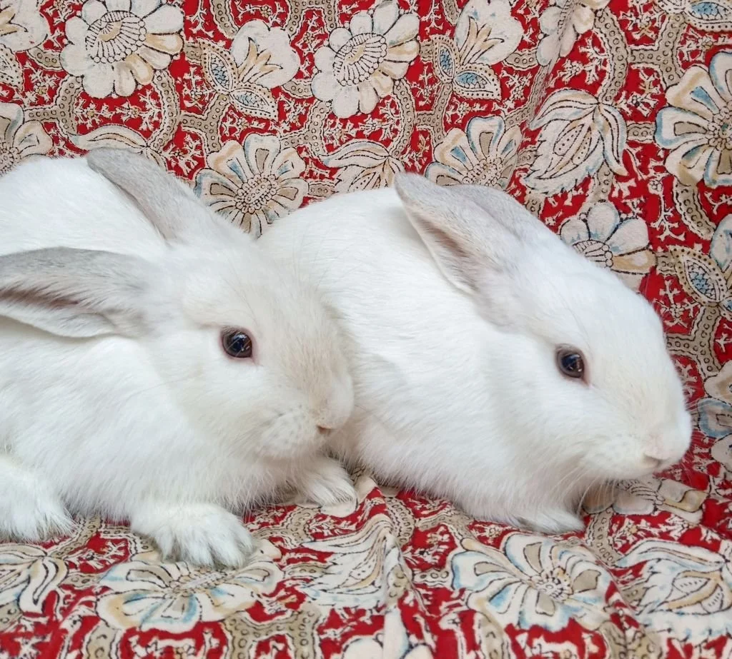 February 2026 — Bunny and Guinea Pig of the Month 