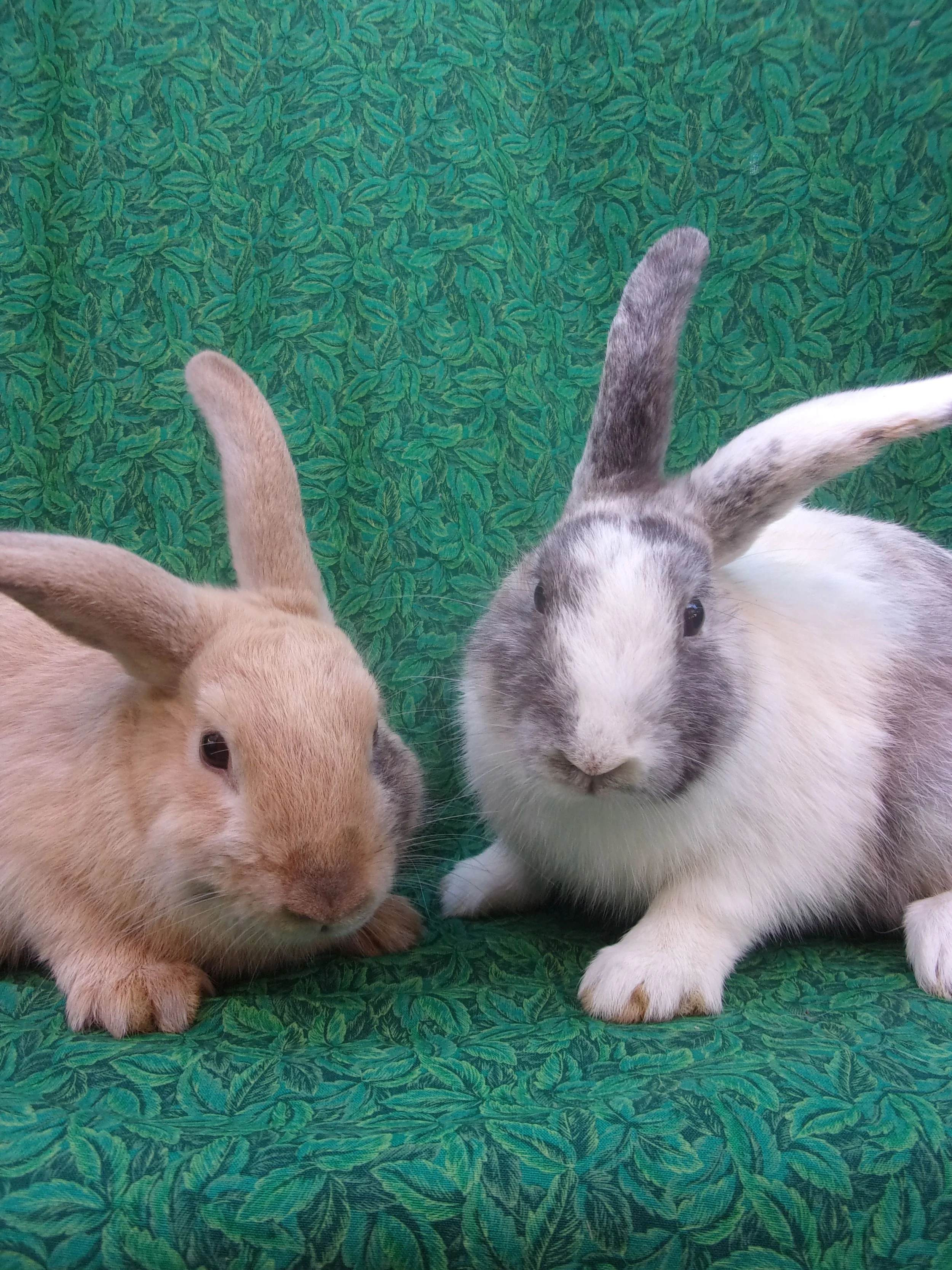 April 2026 — Bunny and Guinea Pig of the Month 