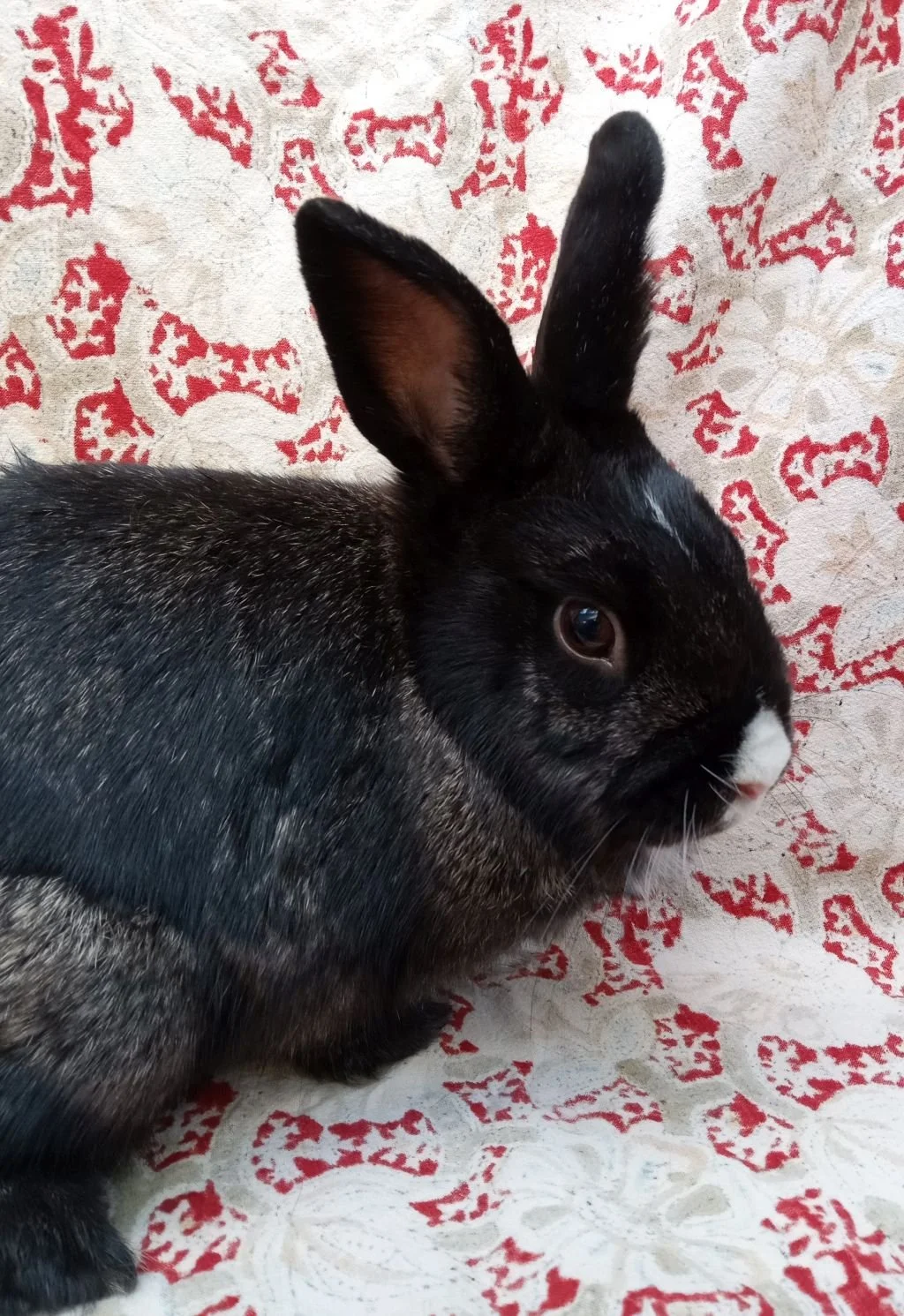 May 2026 — Bunny and Guinea Pig of the Month 