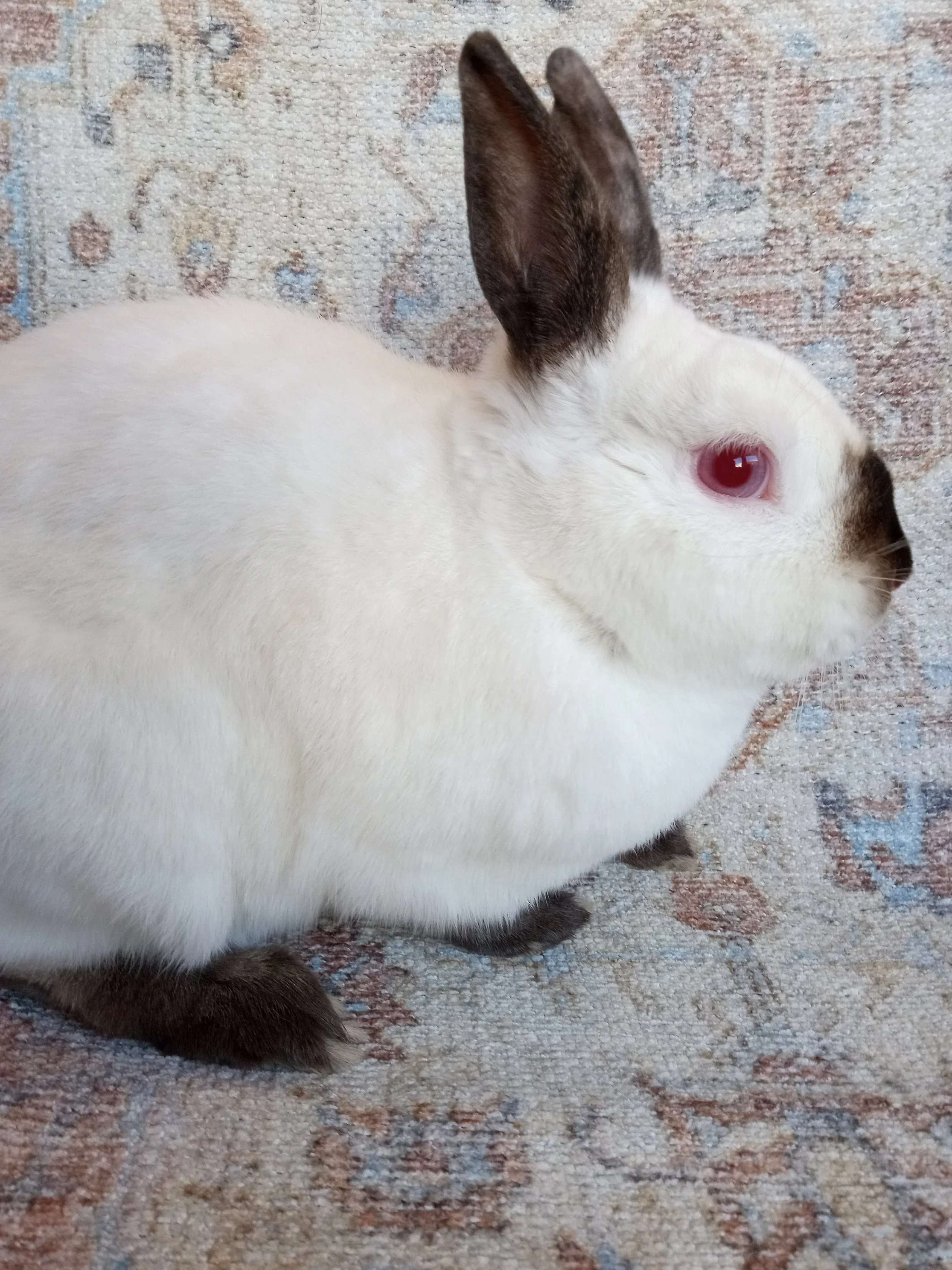 Bunny &amp; Guinea Pig of The Month - June 2026