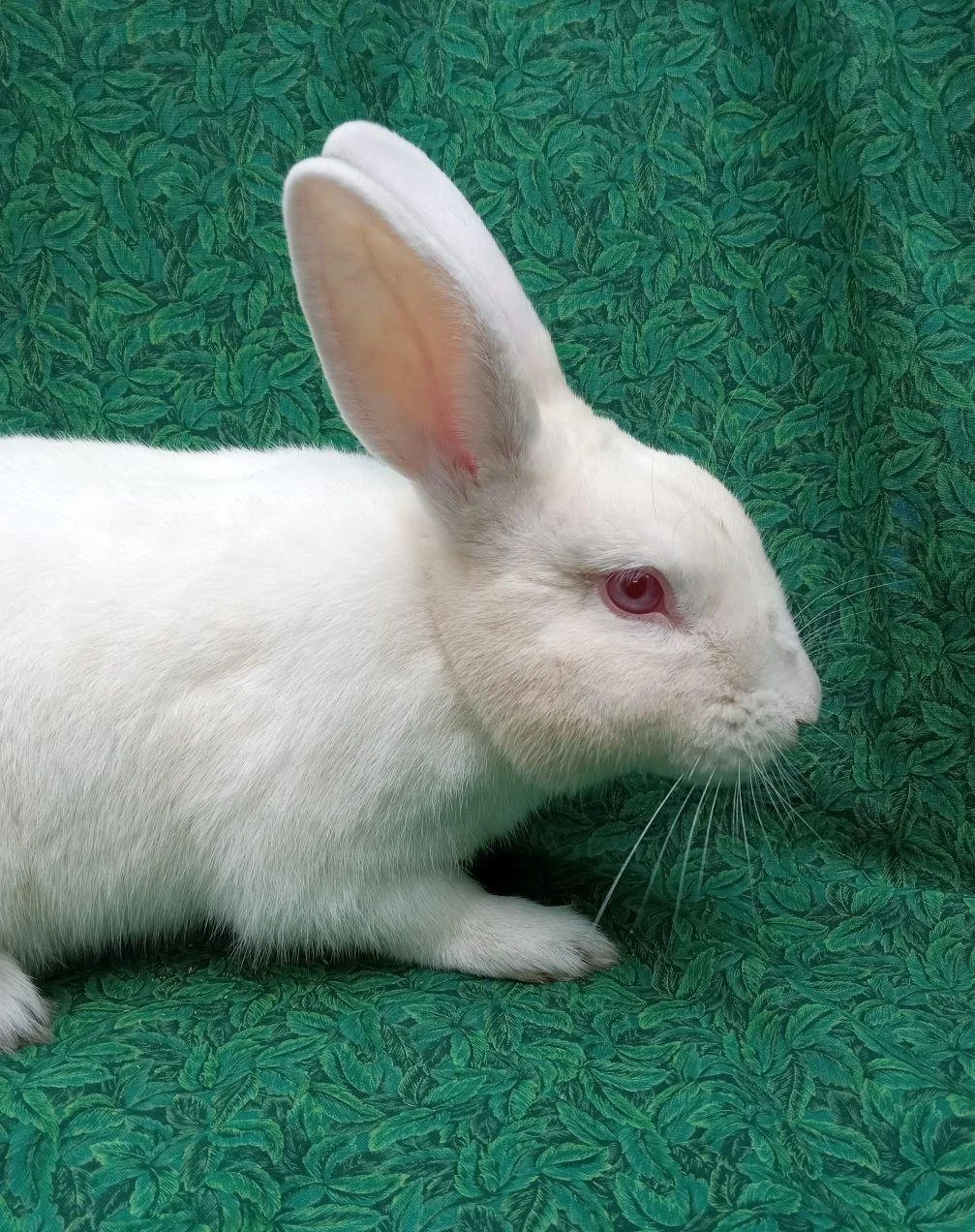 Bunny &amp; Guinea Pig of The Month -August 2026 