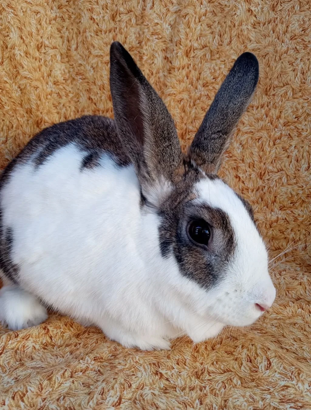 Bunny &amp; Guinea Pig of The Month -September 2026 