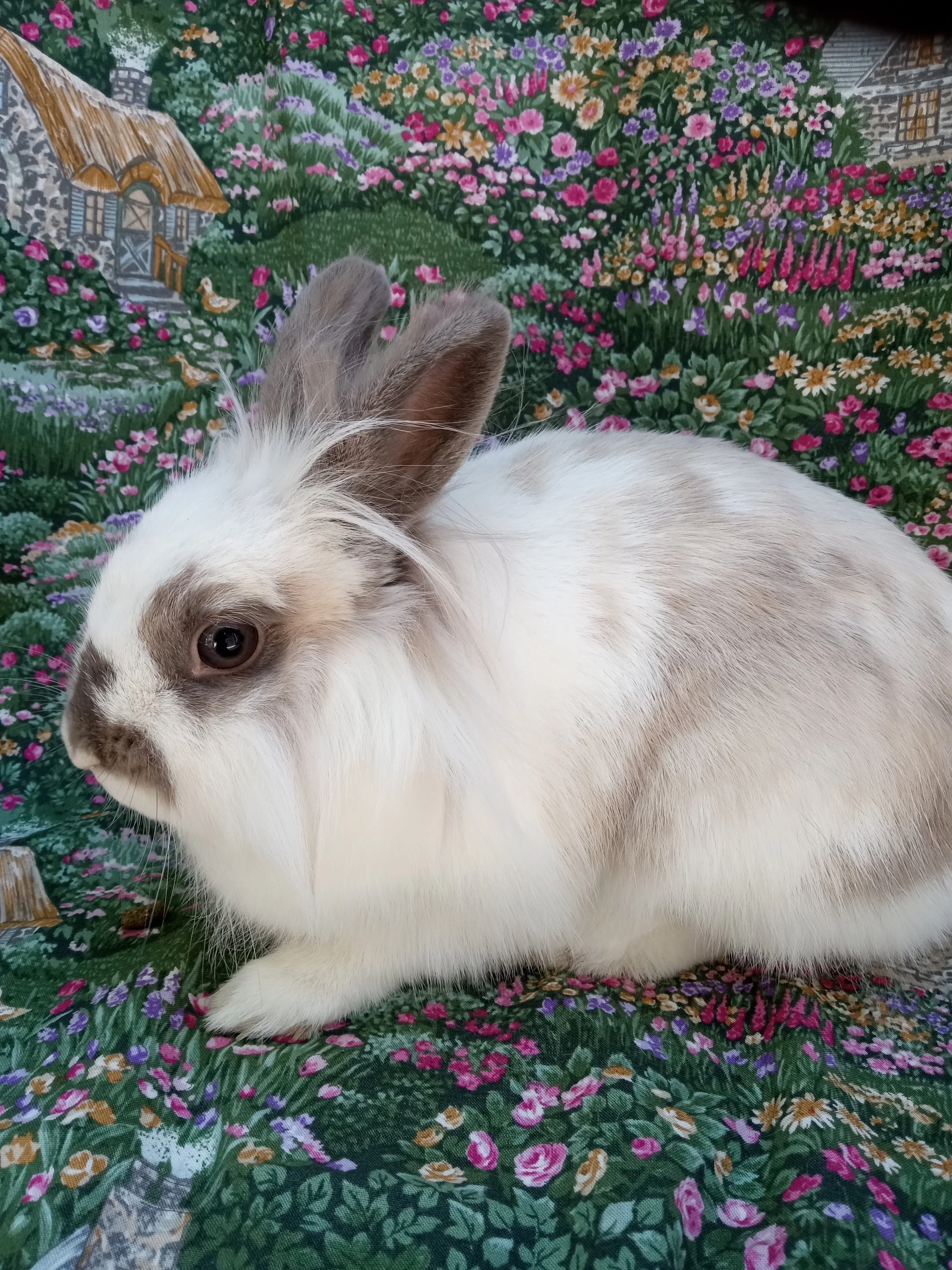 Bunny &amp; Guinea Pig of The Month -October 2026 