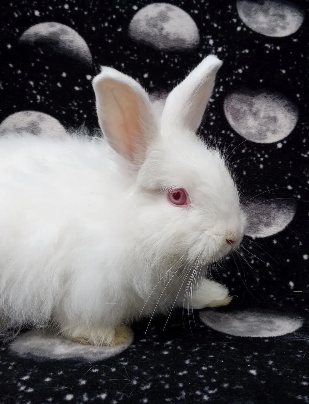 Bunny &amp; Guinea Pig of   The Month -July  2026 