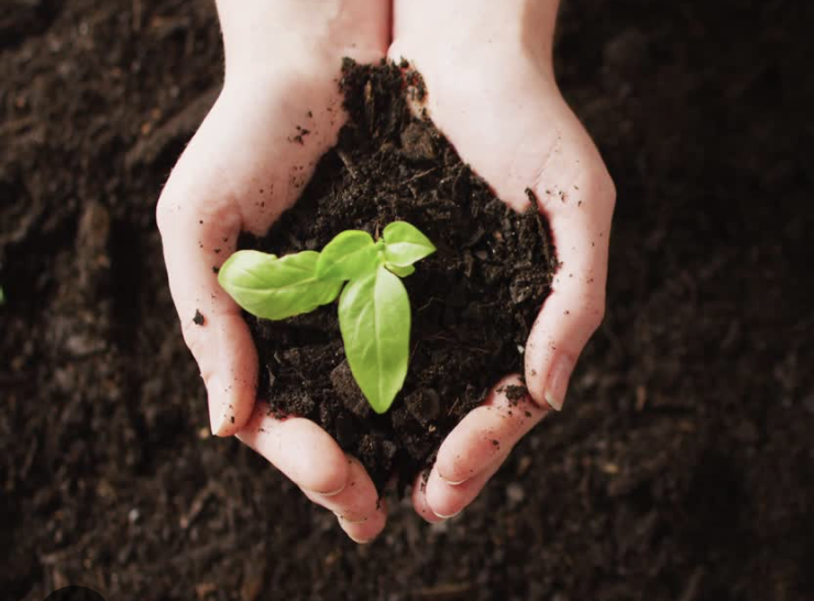 Soil Assessment for Gardens & Fruit Trees