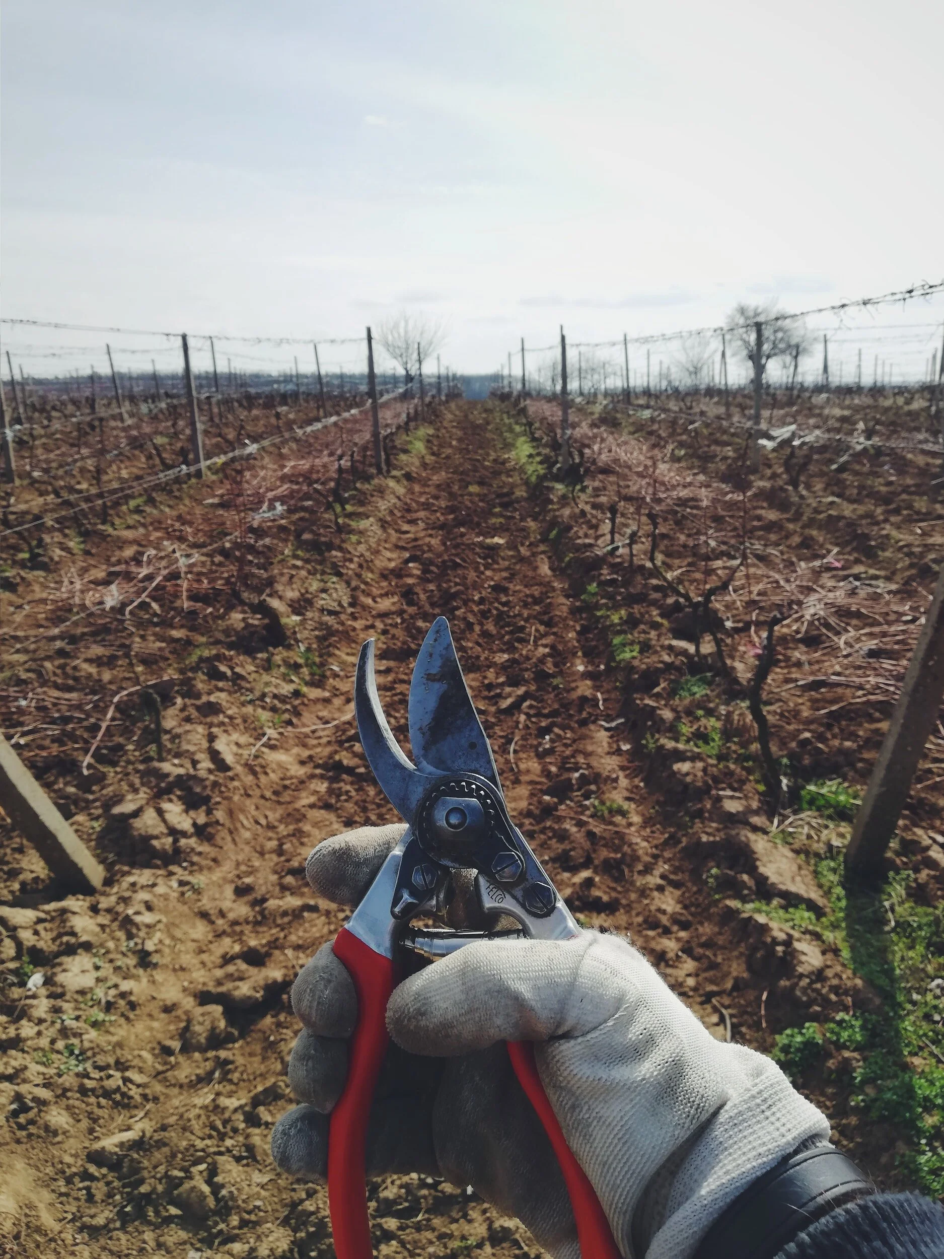 A field with a gardener's hand, wearing white gloves and holding red pruners.