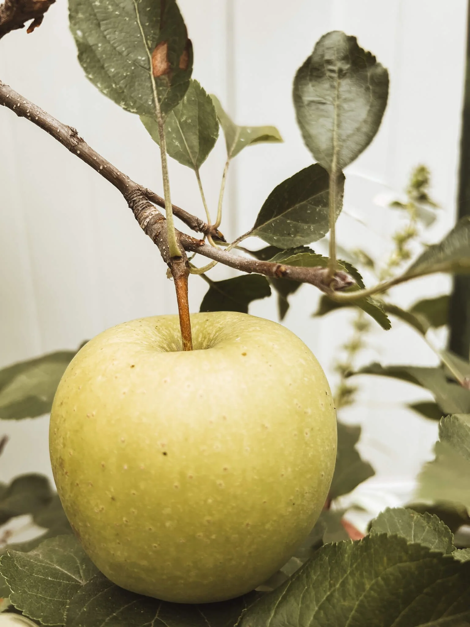 Green apple hanging from an espalier apple tree