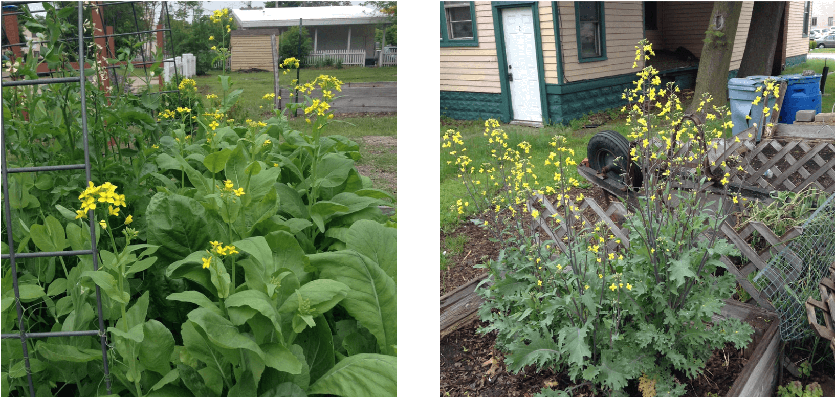 Kale and lettuce with yellow flower heads.