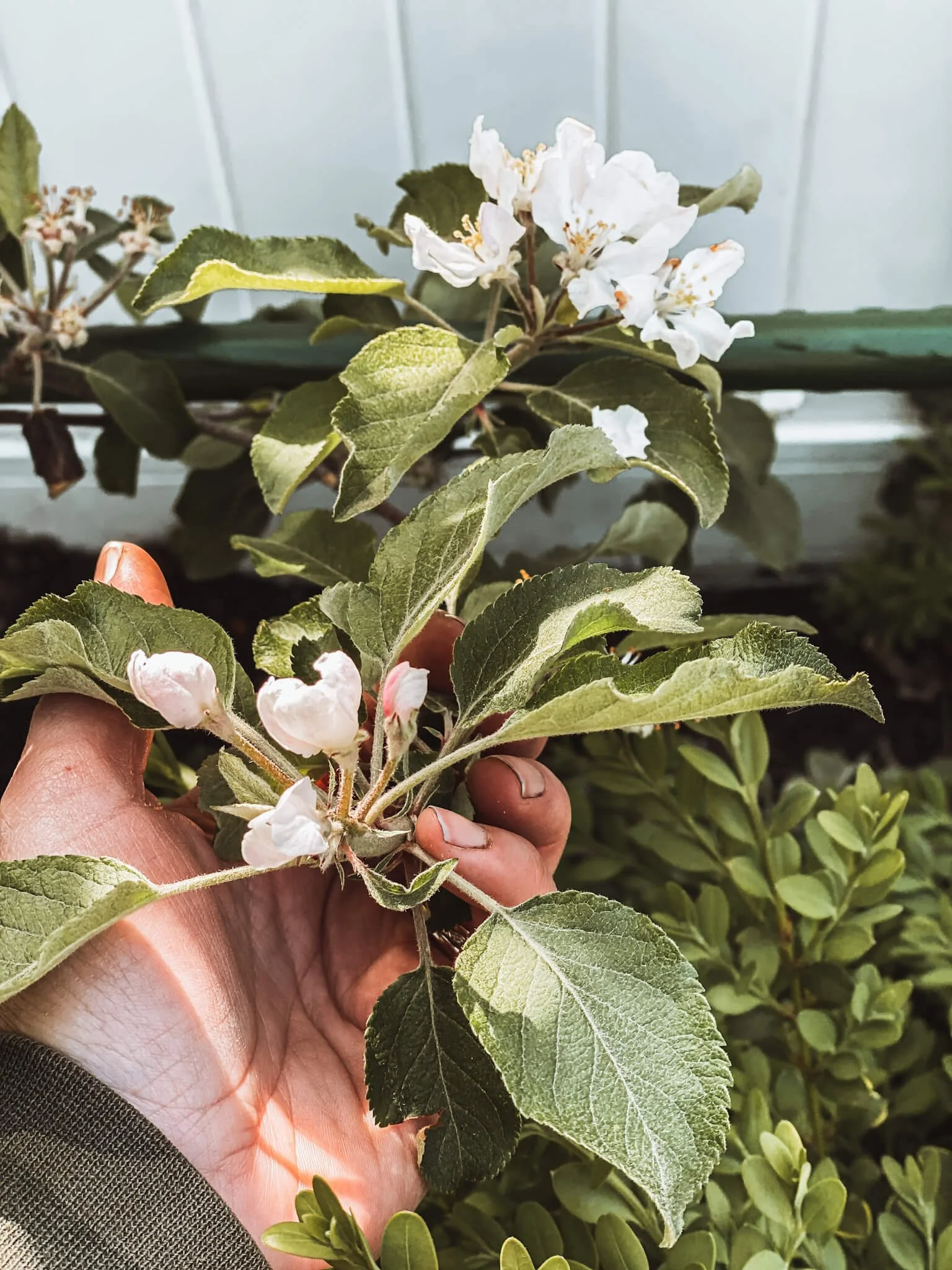 Apple tree blossoms blooming in early spring.