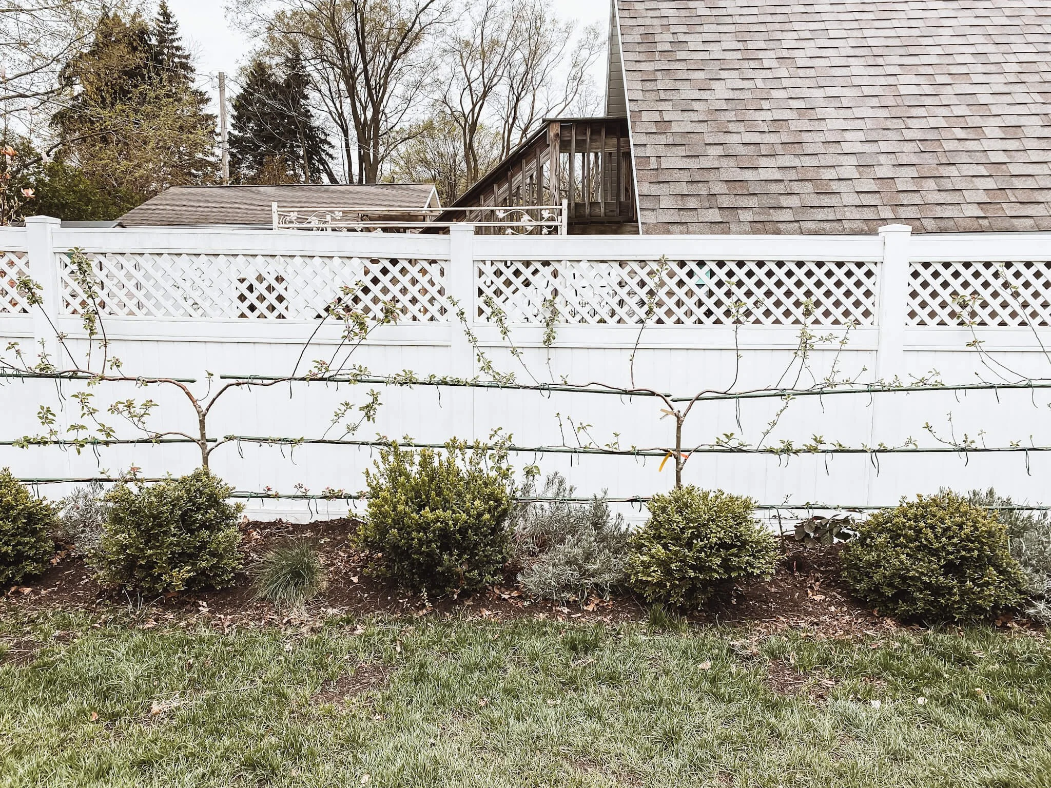 Apple tree espalier orchard, freshly tied and staked.