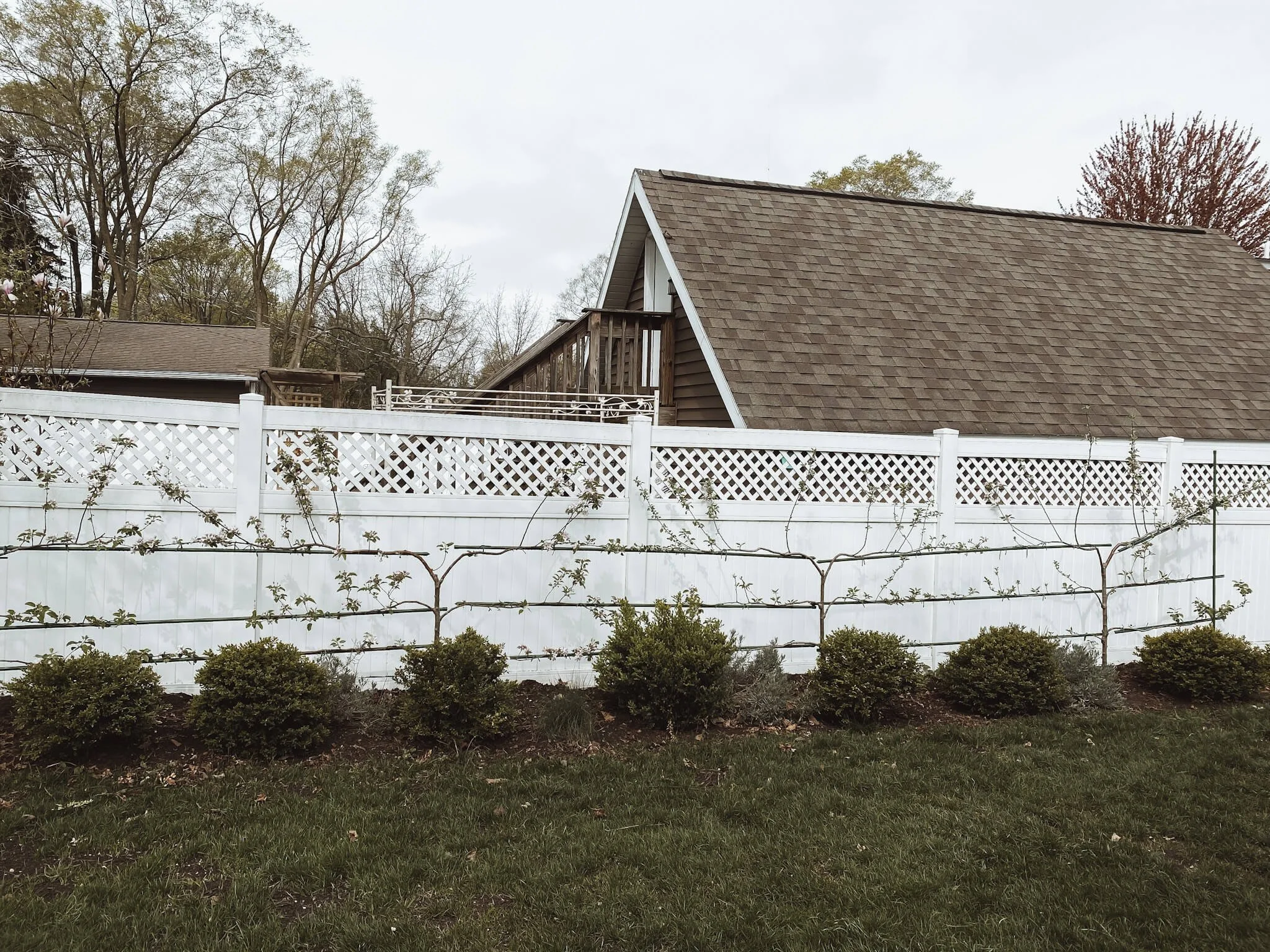 Freshly maintained espalier apple tree orchard showing properly staked trees