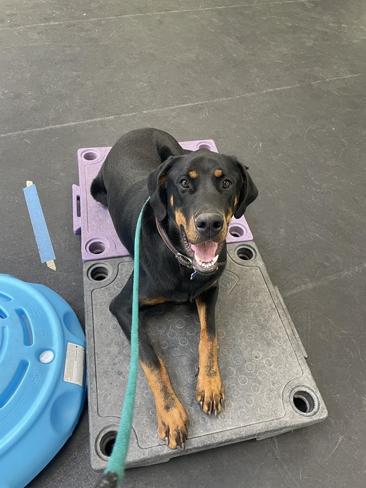 About 4 — Kudos 2 Canines Salt Lake County's Premier Dog & Puppy Classes