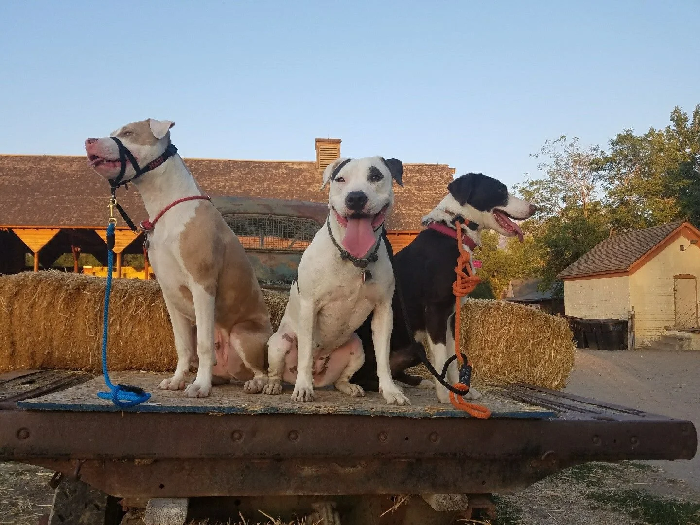 Kudos 2 Canines Salt Lake County's Premier Dog & Puppy Classes
