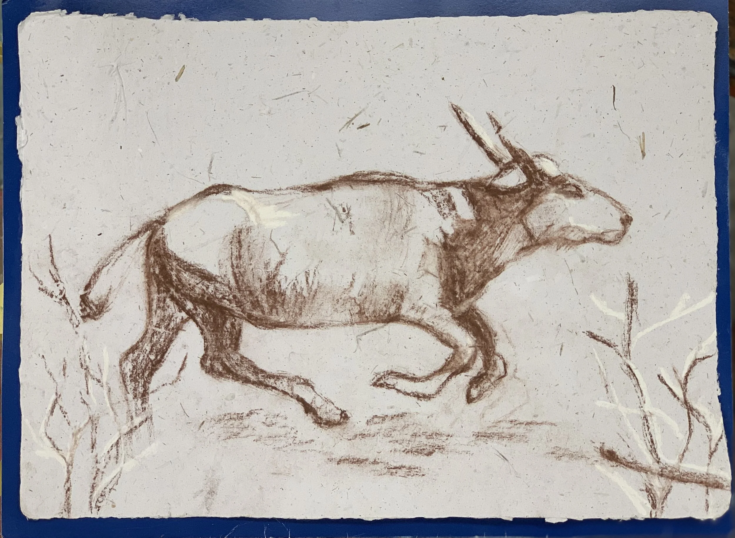 Baby Cape Buffalo |
8” x 11.5” |
Conte Crayon on Elephant Dung Paper |
2019