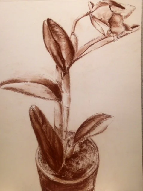 Orchid |
14” x 10"|
Conte Crayon on Paper |
2014