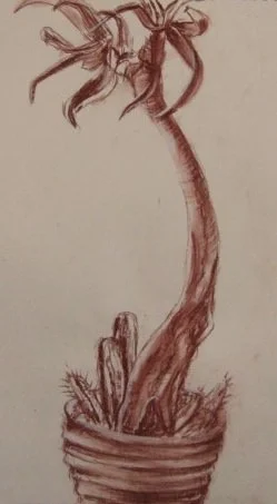 Cactus |
18" x 12" |
Conte Crayon on  Paper |
2012