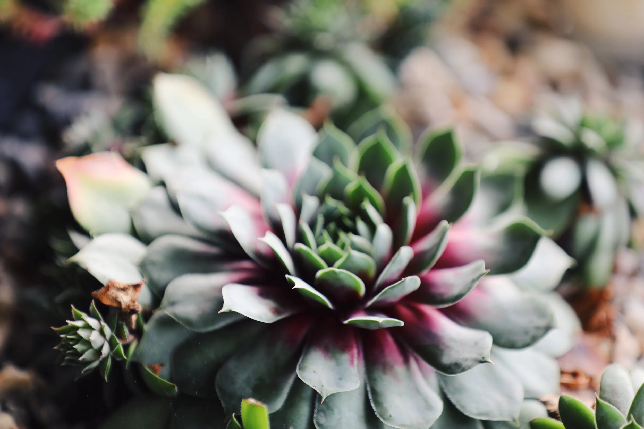 PLANT LOVE.jpeg