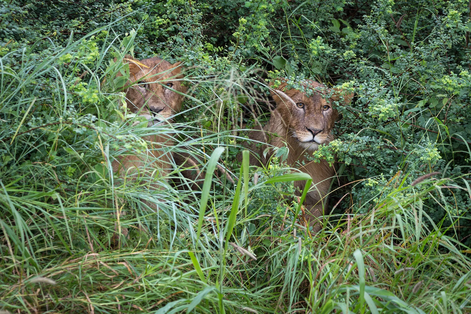  Lion cubs hiding in bush in Serengeti National Park in Tanzania. 
